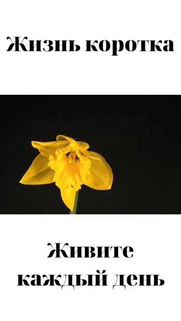 Жизнь коротка | Живите Каждый День часть 15 | жизнь| #shorts смотреть онлайн