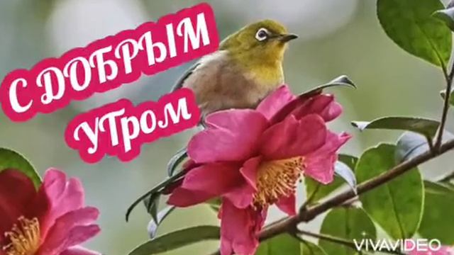 |🎀ФУТАЖ |ДОБРОЕ УТРО| смотреть онлайн