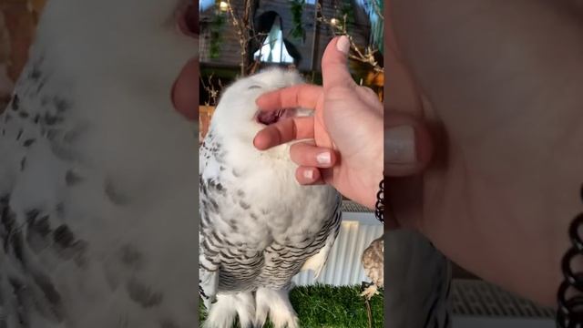 Самые смешные совы и разговорчивые )) смотреть онлайн