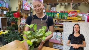 Драцена Годсефа Бьюти { СУРДОПЕРЕВОД } необычный сорт драцены | Красотка для комнатного озеленения