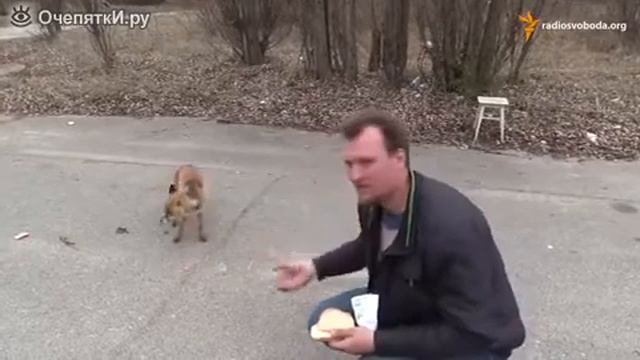Умный лис из Чёрнобыля) смотреть онлайн