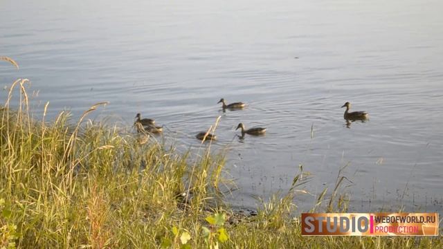 Собака Тося на Фото охоте смотреть онлайн