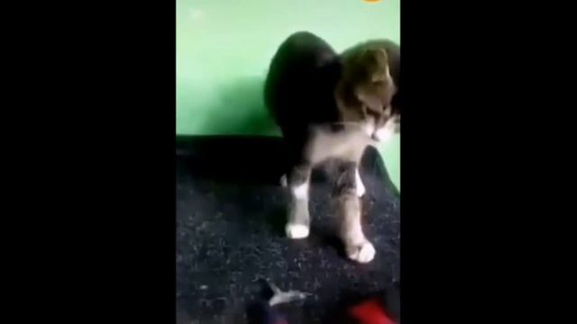 СМЕШНЫЕ КОШКИ 2021/ МИНУТЫ СМЕХА/ЛУЧШИЕ ПРИКОЛЫ С КОТАМИ смотреть онлайн