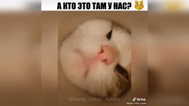 Приколы с животными! Ржал до слез! Приколы 2021! Смотреть всем! смотреть онлайн