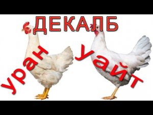 Какая несушка лучше Декалб Уайт или Декалб Уран? Новые гибриды несушек