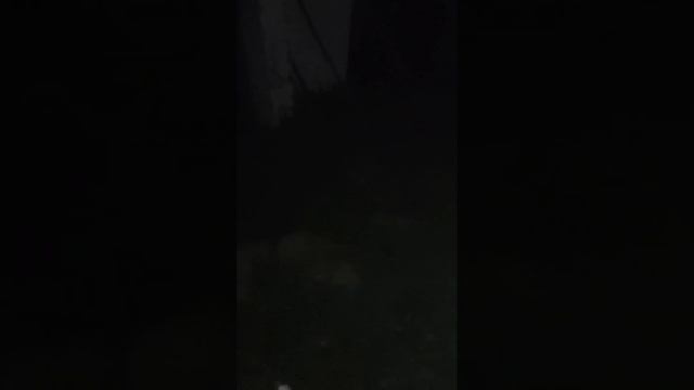 неудачно сжег паука крестовика смотреть онлайн