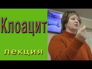 Клоацит - воспаление яйцевода, клоаки.  Профилактика, чем лечить
