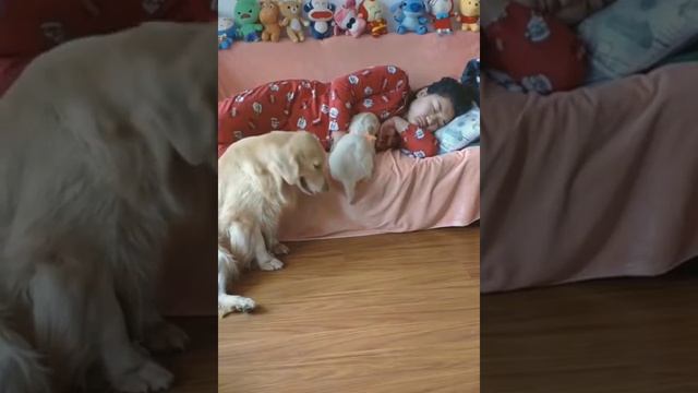 Забавные пушистики / СМЕШНЫЕ КОШКИ 2022 / ЛУЧШИЕ ПРИКОЛЫ С КОТАМИ смотреть онлайн