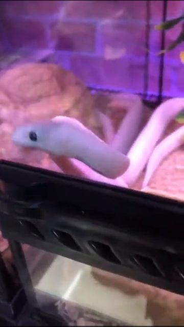 Мори Сафед дар Москва белый шариковый питон, изолированный на белом фоне смотреть онлайн