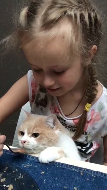 Шотландский кот кушает бельгийский йогурт смотреть онлайн