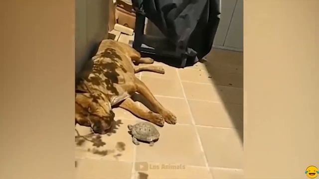 Самое смешное видео про котов и собак 😂 😂 😂 Приколы смотреть онлайн
