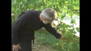 Как я в Украине виноград выращивал!