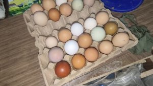 почему куры несут мелкое яйцо ?