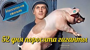 Период супоросности свиноматки! Отправляем своих элитных поросят по всей России!