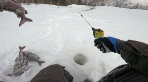 УЕХАЛ В ГЛУШЬ В ПОИСКАХ ХАРИУСА | ПРОВЕРЯЮ НОВУЮ ДЛЯ МЕНЯ РЕКУ НА НАЛИЧИЕ РЫБЫ | ПРОДОЛЖЕНИЕ...