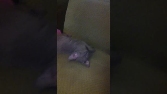 Мой корниш-рекс смотреть онлайн