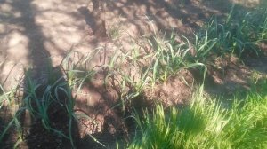 VID_20250428_161757.mp4