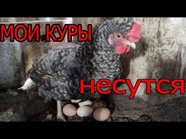 Куры не несутся | Почему мои куры несутся?