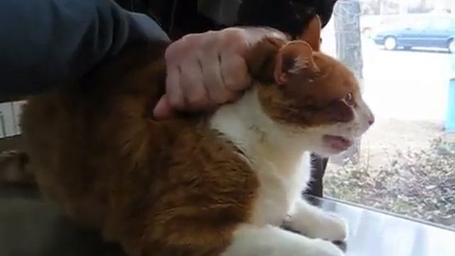 Кот чихнул, смотреть до конца))) смотреть онлайн