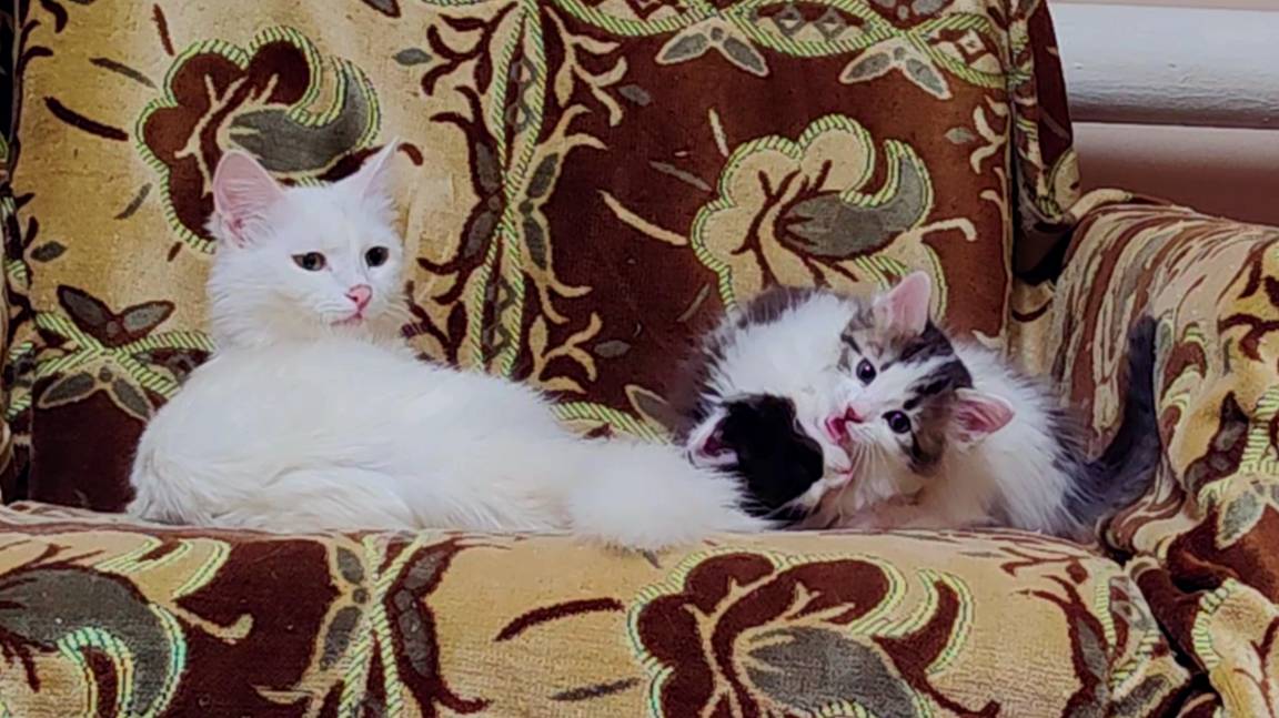 Мама-кошка играет со своими котятами. Веселая кошачья семья. 2025 смотреть онлайн