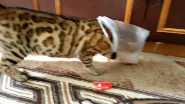 МОИ ПИТОМЦЫ. КОШКИ КОСМОНАВТЫ. ПРИКОЛ. смотреть онлайн