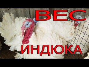Почему содержим этих индюков? Какой вес?