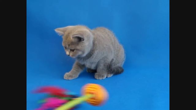 Британские кошки видео / Смешные видео про кошек смотреть онлайн