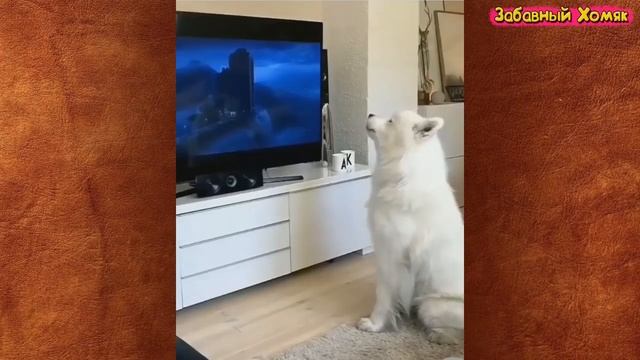 СМЕШНЫЕ ЖИВОТНЫЕ 2020 / ПРИКОЛЫ КОТЫ СОБАКИ, ЛУЧШИЕ ПРИКОЛЫ с Кошками и Собаками Funny Cats смотреть онлайн