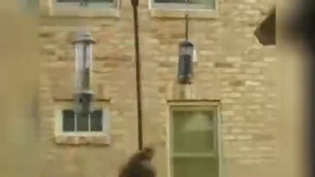 Смешные еноты вите надо выйти смотреть онлайн