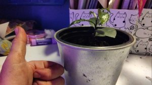 Сажаем мандарин из косточки. Как вырастить мандарин из косточки в домашних условиях?