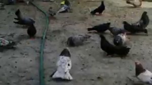 николаевские голуби