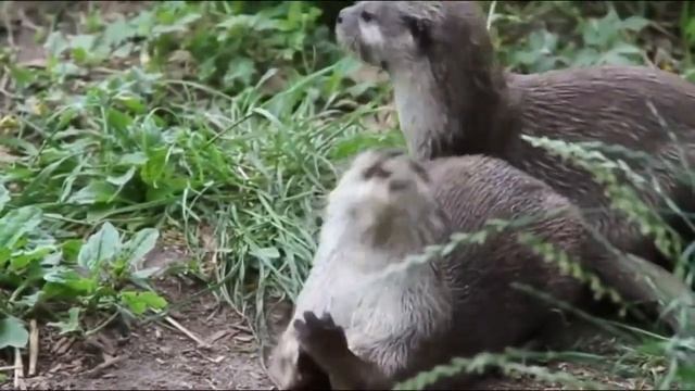 СМЕШНЫЕ КОТЫ Смешные дети Котэ рулят - Хайповое видео (2019) МатроскинТВ смотреть онлайн