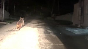 Бурый медведь выбежал на дорогу в армянском селе в поисках еды