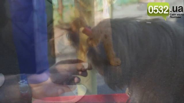 Парк победы Полтава смотреть онлайн