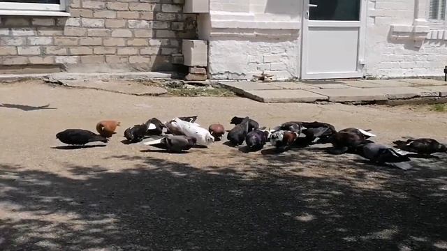 Мелитопольские голуби. Григорий - любитель Николаевских... смотреть онлайн