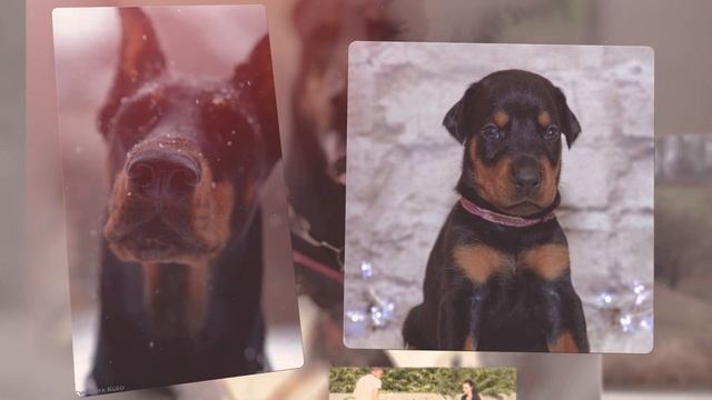 ДОБЕРМАН. Всё о породе Doberman! Рассказывает эксперт смотреть онлайн