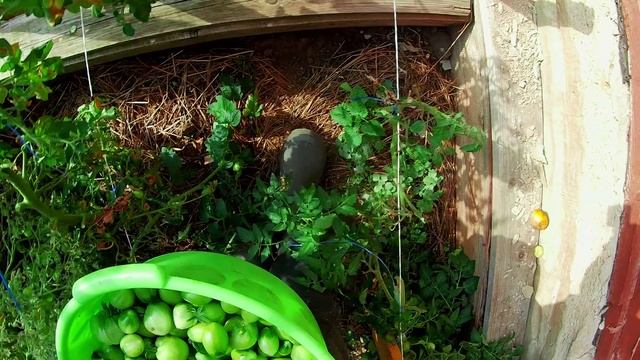 Помидоры ,сорт Чио Чио Сан, 100 плодов на кисти-лучшие на Селигере.