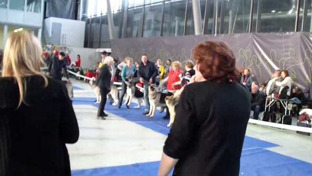 Больше статей и видео на allbestdog.ru смотреть онлайн