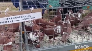 Ярмарка голубей в Краснодаре 03.03.2024. 2часть #pigeon #птицы #голуби #ярмарка