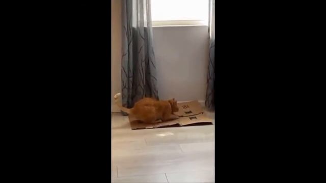 Милые котята 2021/СМЕШНАЯ ПОДБОРКА / Видео КОТЯТА/ ПОЧЕМУ КОТЯТА/ смотреть онлайн