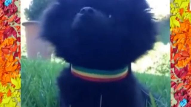 Смешные видео YouTube для любителей посмеяться - Want to laugh ? FUNNY VIDEOS смотреть онлайн