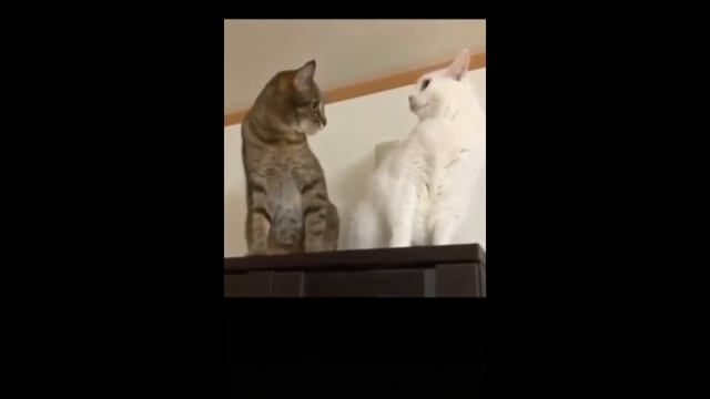 Невозможно оторваться от котов и других животных, приколы с котами 2022 Funny animals смотреть онлайн