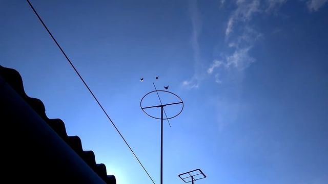 Николаевские голуби Драганова Виталия. смотреть онлайн