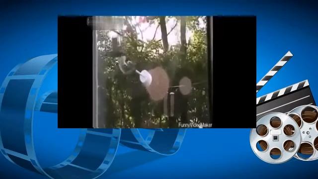 Белка на полосе препятствий. Squirrel on the obstacle course. смотреть онлайн