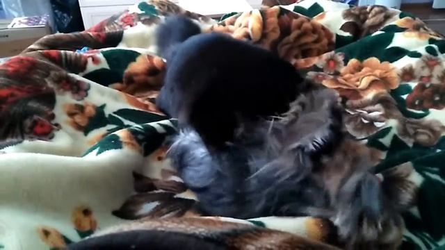 Кошачья собачья жизнь смотреть онлайн
