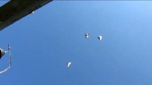 Николаевские Голуби, Крым, Алексей Василишин (8)