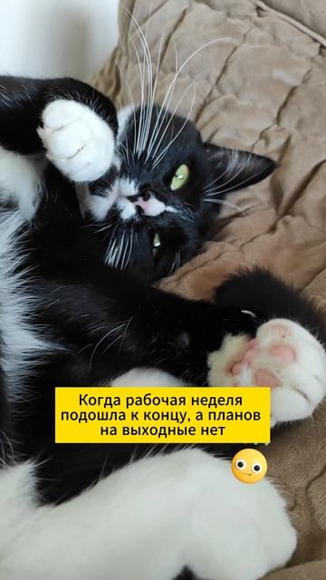 Когда рабочая неделя подошла к концу, а планов на выходные нет смотреть онлайн