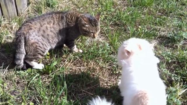 смешное коты разговаривают как люди #shorts #тикток #кот #коты #кошки смотреть онлайн