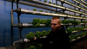 Гидропоника в современной теплице