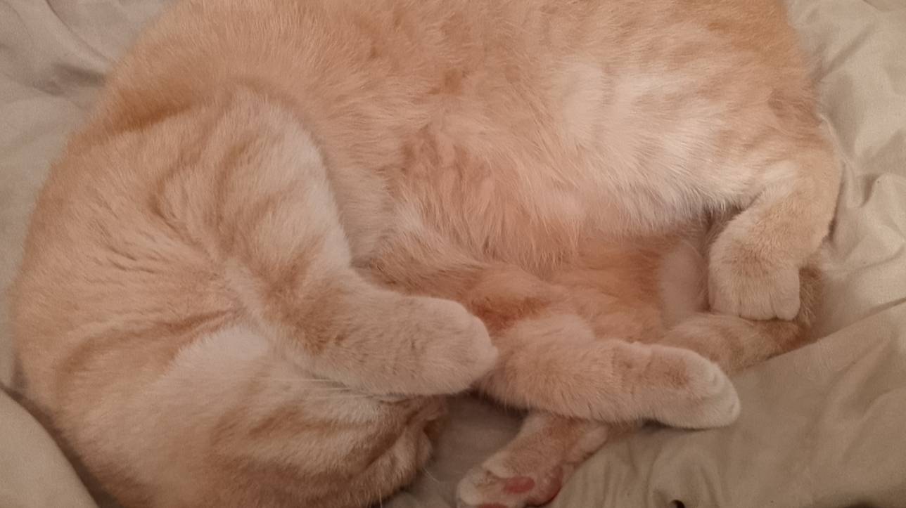 Влог. Готовлю вкусную скумбрию, довожу до ума кардиган, вяжу образец из буретного шелка новыми спиц смотреть онлайн